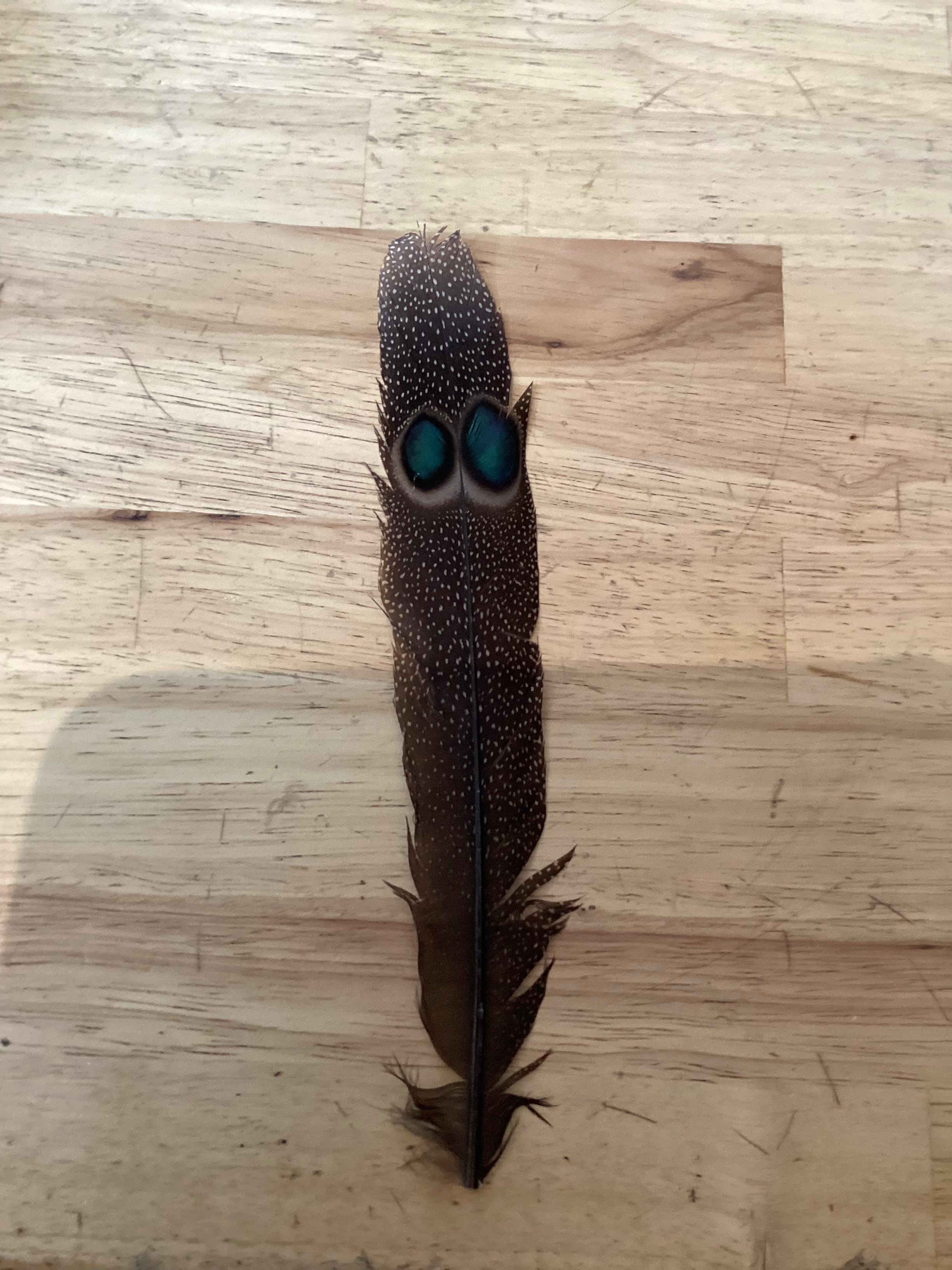 Pheasant peacock feather 8inch