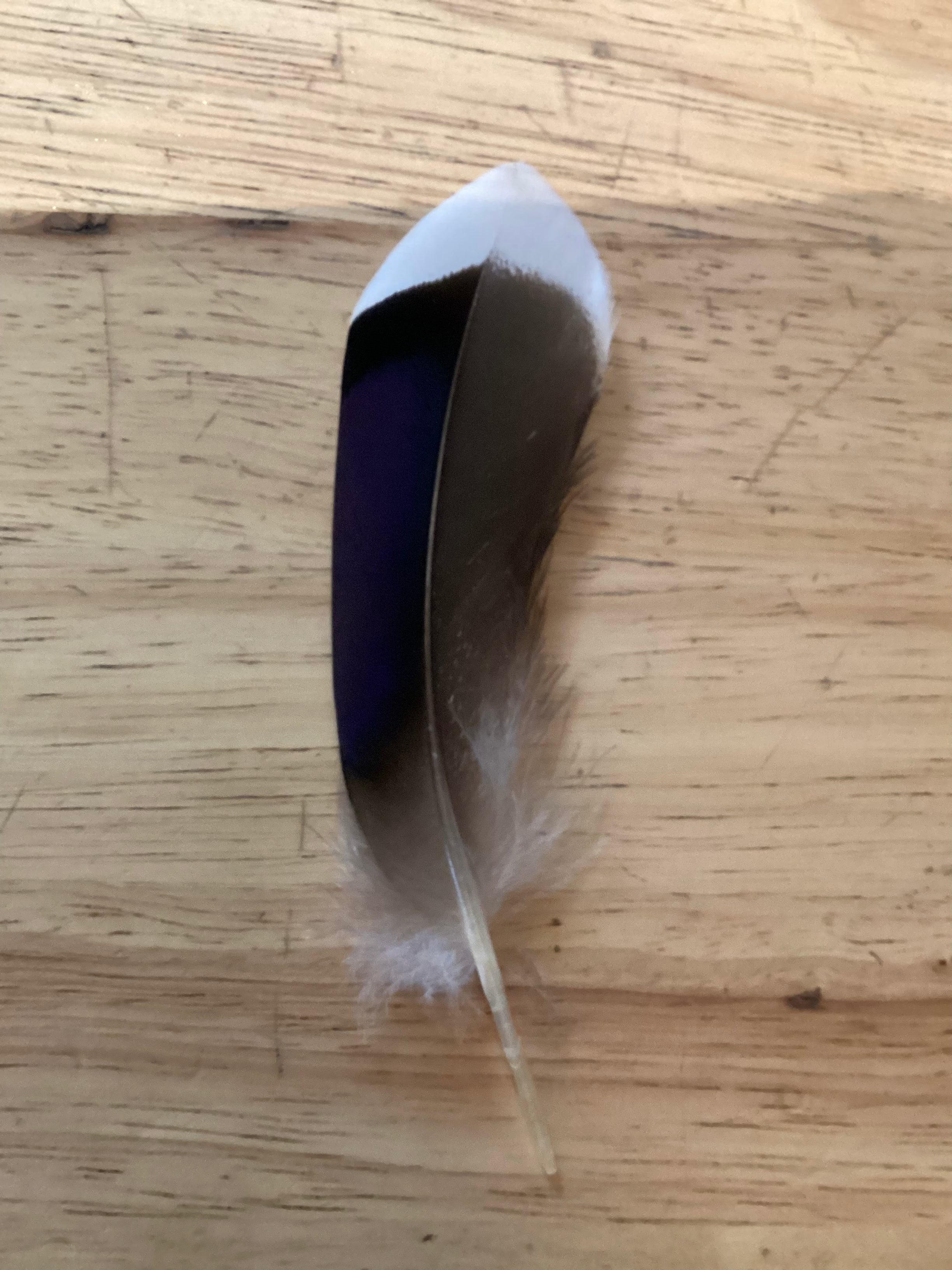 Mallard duck blue wing feather