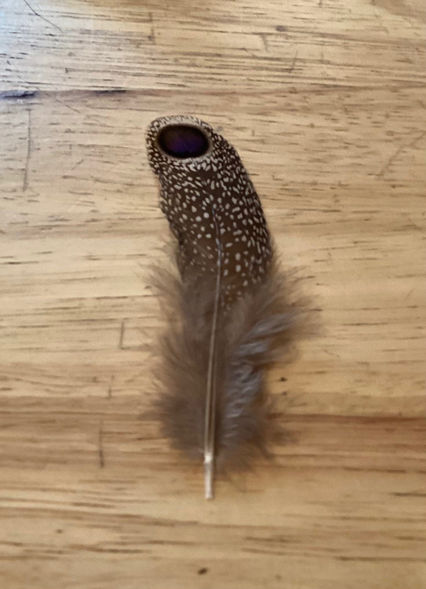 Pheasant peacock feather 3inch