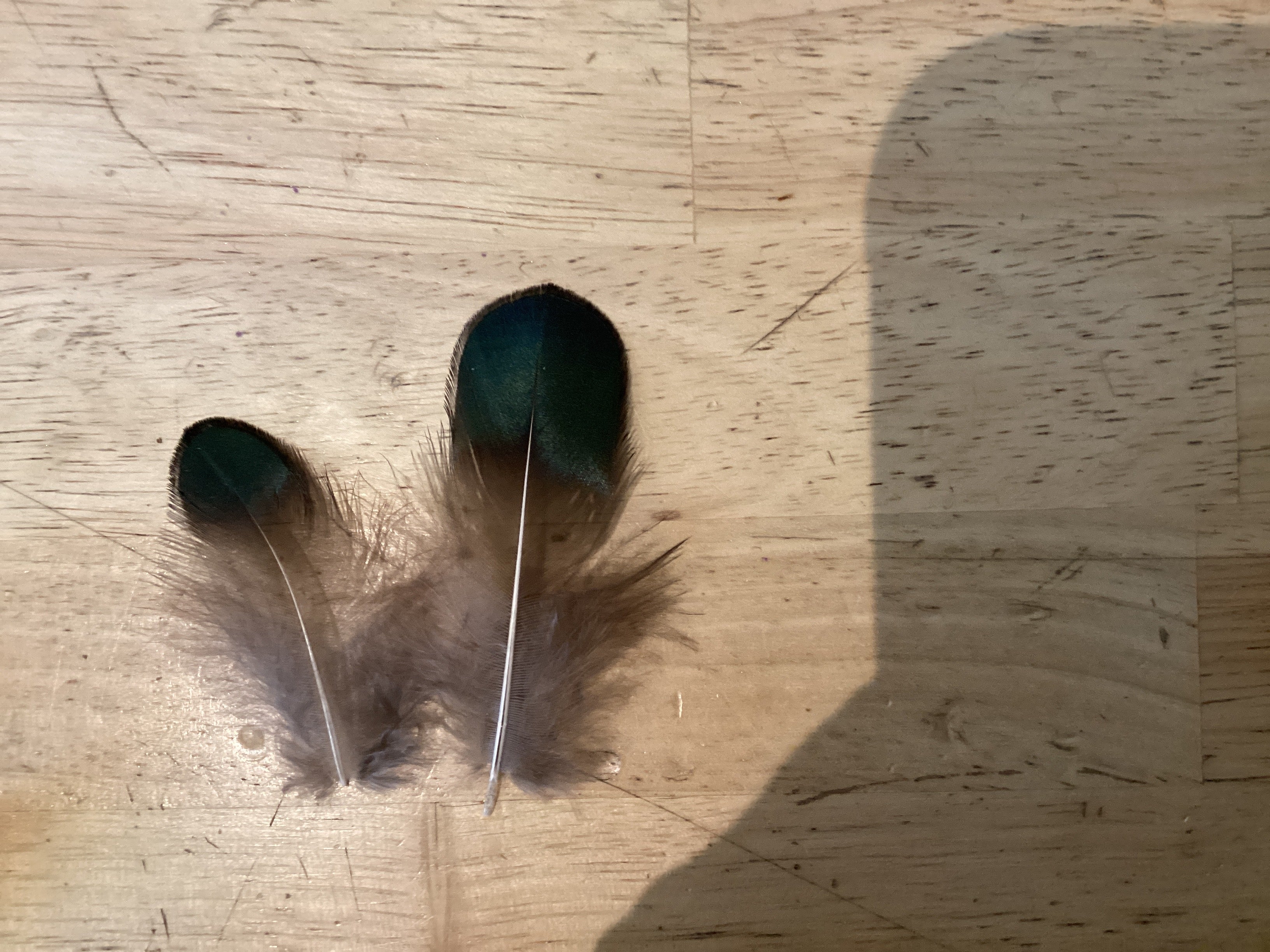 Green tipped feathers