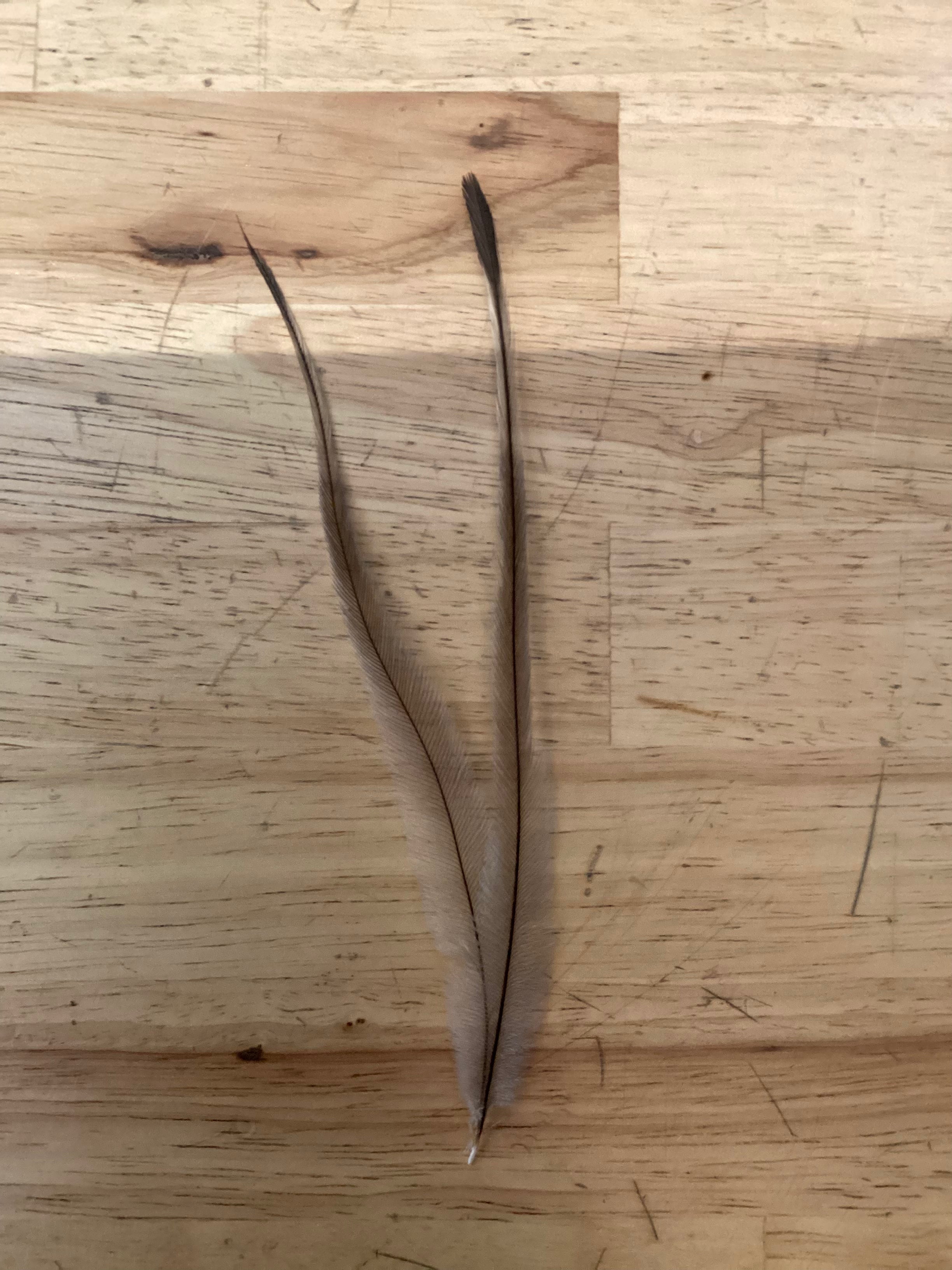 Emu Feathers